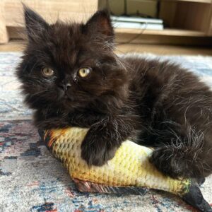 LOLA / FEMALE