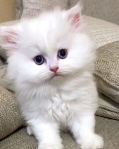 POPPY / MALE